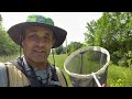 BUTTERFLY HUNTING IN A POWER LINE CUT