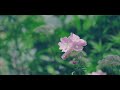 【青い睡蓮が開花しました！】北川村モネの庭マルモッタン・モネが夢見た青い睡蓮