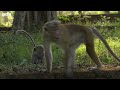 Baby Macaque Social Skills Tested by Violent Elder | Growing Up Wild | BBC Earth