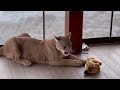 Puma Messi didn't let his sister home, showing the intruder who's the boss of the house!