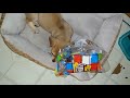 Naughty puppy caught stealing