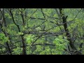💧 Rain Ambient Sounds with Raindrops Falling on Leaves & Trees for a Relaxing Ambiance for Sleeping.