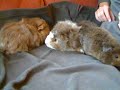 Winston vs Waffle and Marshmallow cute guinea pig