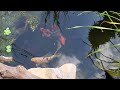 schleierschwanzgoldfische im Teich