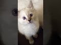 Baby Siamese Kitten Watching Video