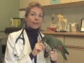 Veterinary Clinic in Toronto: Animal Hospital Of High Park