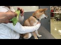 [screaming Shiba] I hate injections ~!!