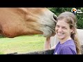 Giant Rescue Horse Who Worked For 20 Years Finally Retires | The Dodo