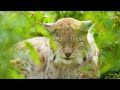 Wild Animals of Russia 4k - Wonderful wildlife movie with soothing music
