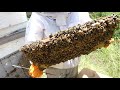 Beekeeper LOOKS FOR HONEY and finds THIS