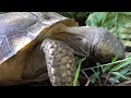 Gopher Tortoise: Ecosystem Engineer