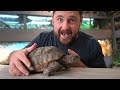 Garden State Tortoise Rescue: Surrendered Tortoises Arrive by Mail + Baby Tortoises Hatch!