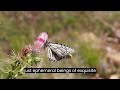 Mesmerizing Butterfly Dance | A Colorful Ballet of Nature
