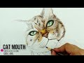 How I Drew Realistic Cat for BEGINNERS Using Fur Drawing Technique