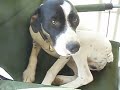 Dog Gets Mad because Trainer makes him sit in Chair