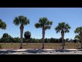 Ribbon Palms/Large Palms in Florida/Large Trees in Florida/Large Palms and Trees For Sale in Florida