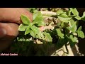 How To Grow And Care Baby Sunrose Plant || Baby Sunrose June July Care || Propagation || Fertilizer