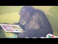 Chimps react to snakes