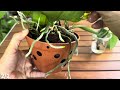 Orchid leaves don't rot! Grows roots and flowers all year round