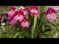 Colección de ORQUÍDEAS con 5000 especies ¡ESTO ES IMPRESIONANTE! │Candy Bu