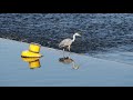 Heron in Aarhus Harbor