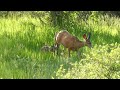 Mama Deer Nursing Her New Twin Fawns | Colorado Wildlife