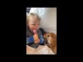 Try Not To Laugh Dogs And Cats 😁 - Best Funniest Animals Video 2023
