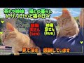 猫も人間も安全を考えて/DAISO商品コスパ最高/超簡単✌️『猫と暮らす50代夫婦』