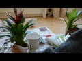 Caring for Bromeliads - Removing a Bromeliad Pup