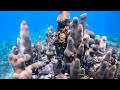 Snorkeling NEGRIL, JAMAICA West End [4K]