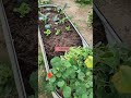 From Hydroponics to Raised Garden Beds