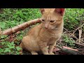 Cats eating raw fish - Kittens eating fish | Feeding Cats