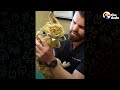 Chiropractor Works On Wild Lion | The Dodo Heroes