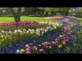 4K Tulip Festival of Skagit Valley - Beauty of Blooming Spring Flowers & Sounds of Tulip Fields - #7