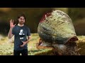 Watch These Cunning Snails Stab and Swallow Fish Whole | Deep Look