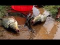 Fishing video 🐠🐟 || By traditional village girl & boy fishing || Hook fishing in nature