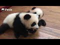 Must Watch 4 ! Pandas And Their Antics | iPanda