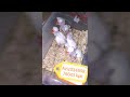 White ring neck chicks for sale