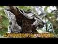 Como hacer ACODOS AEREOS metodo 100% efectivo para ENRAIZAR y reproducir plantas y arboles🌳