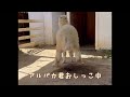 【面白映像】アルパカ　おしっこ中　　#動物　#おしっこ　#ショート