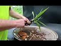 Repotting My Yucca Forest, The Bonsai Zone, June 2024