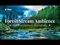 Relaxing Forest Stream •  Sounds to Sleep, Study and Meditate [ 5 HOURS ] 🌲🌲🌊🌊