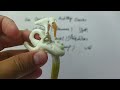 Ear Bones Or Ear Ossicles Or Auditory Ossicles Bony Features and Joints Urdu/Hindi