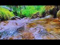 Nature's Therapy: River Sounds for Stress Relief