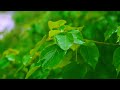 Nature Morning 4K | Relaxing Music with Nature Sounds, Forest Music, Sleep Music