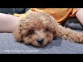 CUTEST Toy Poodle Puppy |  Zuko starts puppy school