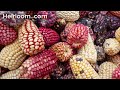 Types of Corn (Maize): What's the difference between types and varieties?