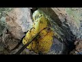 Tổ ong mật khủng bất ngờ trong hang đá tháng 11 đẹp không tỳ vết | Ong Rừng Đông Bắc