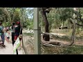 Adelaide Zoo Australia #1 [#4K UHD] アデレード動物園 オーストラリア 散歩【4K高画質】Walking tour, Ambient