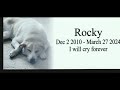 The last walk, last day, last hour my dog Rocky